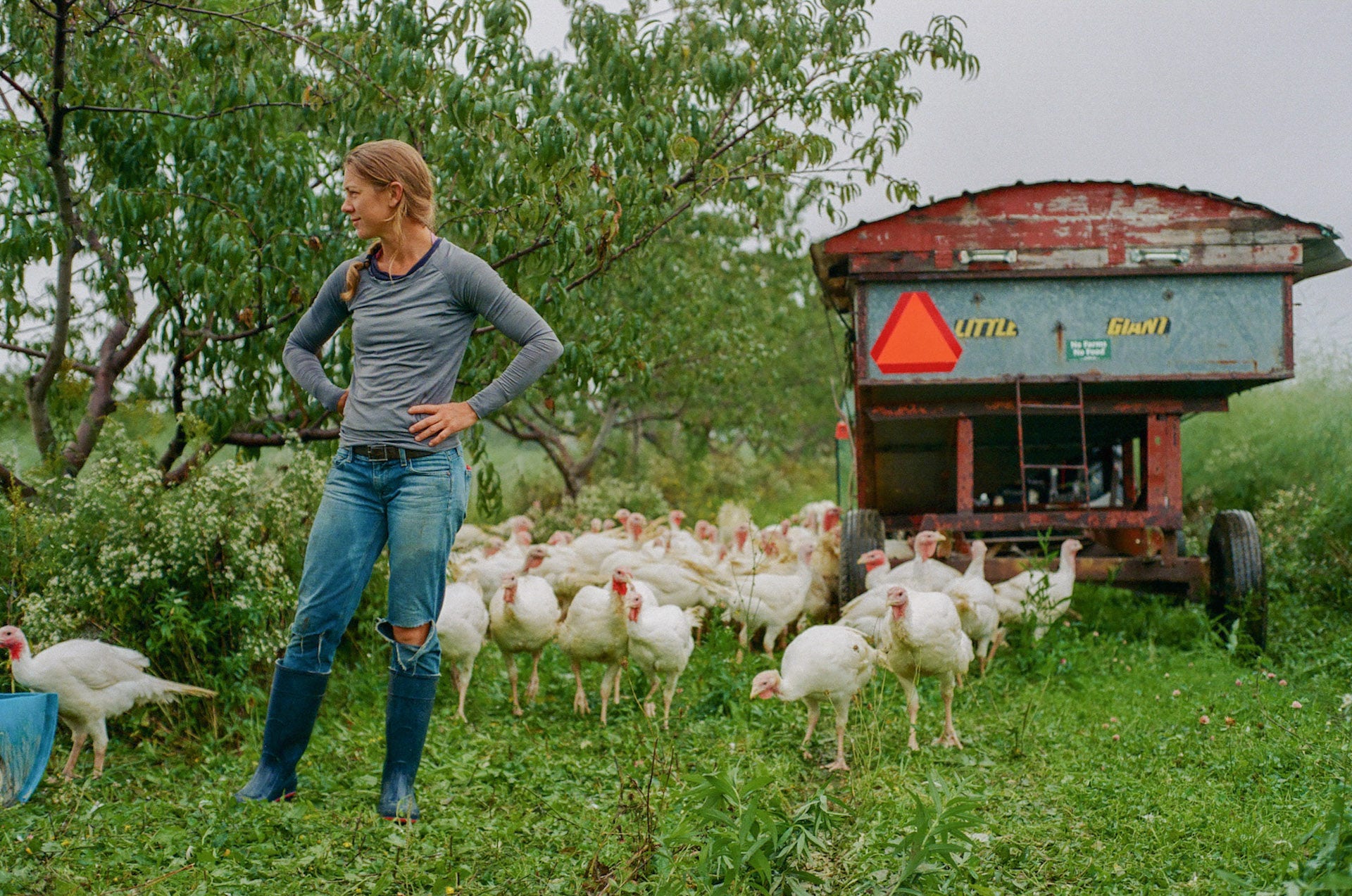 Women in apple orchard with a mobile coop and flock of turkeys